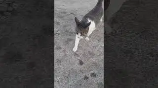 IRON&Iacute;A!!🐱FLYCAT.