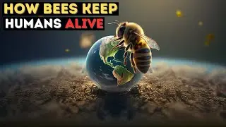 Why Bees Matter More Than You Think | The Vital Role of Bees