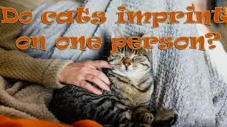 Do cats imprint on one person 🐱❤ Are you the favorite person?