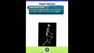 Human Skeleton | Human Skeletal System | Locomotion and Movement Class 11 NCERT #shorts #neet