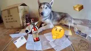 SOMEONE SENT US DOG BEER! - First Fan Mail Ever! - (Q&A?!)