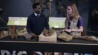 The Science of It!: Dinosaur Fossils