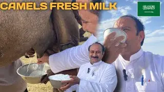 Drinking Camels Fresh Milk In Saudi Arabia 🇸🇦