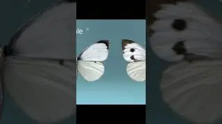 Butterfly anatomy structure