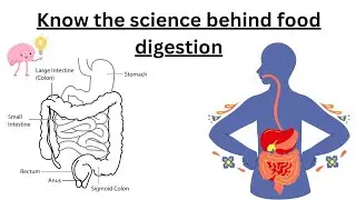 💫How food is digested in our body?#science#biology#digestion#food#fooddigestion