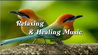Relaxing Music for Sleep & Focus | Calm Your Mind, Study with Rufous Motmot