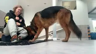 Shape the behavior with other dog 