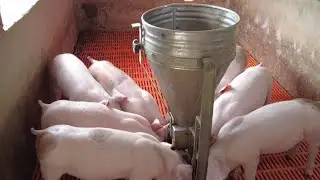 17 Chú Heo Mua 6 Ngày Ăn Hết 2 Bao Cám
