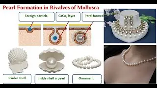 #pearls formation in bivalves (#mollusca )