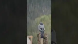 bird photography with mobile zoom lens || #shorts #mobile #photography #viralvideo #trending