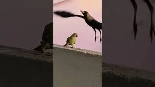 Tere yadon ki chadar odhe#songs #birds#@shivani chaudhary _max#@sonamthakur#@Jitnishitashorts_kv9fh