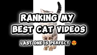 Top 5 cat videos 😍😍 that last one is perfect 😍 