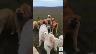 1 vs 6 dogs fight 🔥 Ultimate Guardian Dog Fight #alabaivskangal