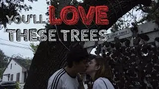 Branch Out and Learn About The Love Trees of St. Augustine