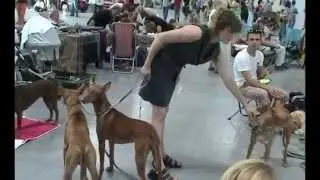 F009a International Dog Show Bratislava 2006 (faraonskypes.sk)