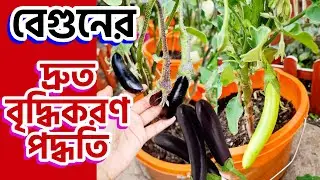 নতুন বেগুনের আপডেট আর থাকবে দ্রুত বৃদ্ধিকরণ পদ্ধতি। Eggplant Growing Update, Aubergine Begun