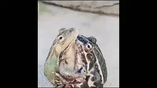 frog lovers