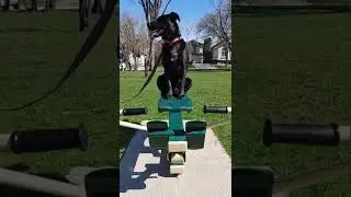 When the kids are away the dog will play! Dog park fun #dog #shorts #cute