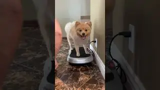 Cure dog Constipation #funnydog # cutedog #dog #funny #short #fyp