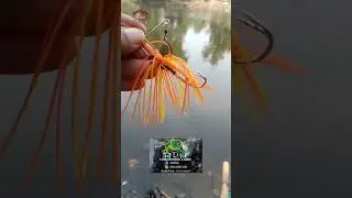 umpan ikan gabus khusus spot dalam spiner bait cocok buat dasaran info pemesanan cp di video.