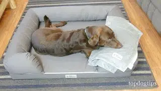 PetFusion Bolster Dog Bed & Micro Plush Blanket