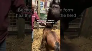 Family bonding ❤️ #horse #foal #equestrian #babyhorse #baby #horsefamily #bonding #viral