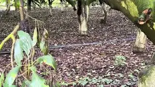 Avocado cool story #avocado#adayinthelife #fruit #garden #journey  #hass avocado #mexicoagriculture 