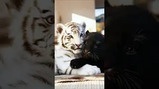 Before & After Animals Growing Up/Amazing Animals Transformation#youtubeshorts #cute#tiger#dinosaur