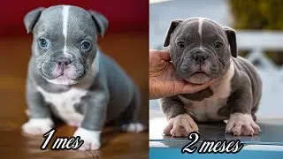 American Bully Antes y Despues Del mes 1 al mes 2