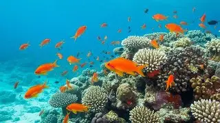 Calming Waves with Peaceful Sea Energy for Deep Relaxation