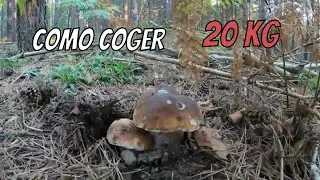20 kg de Boletus Edulis y Niscalos 2023 Soria parte 1