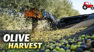 Machine Harvested Olives  The Journey from Orchard to Olive Oil