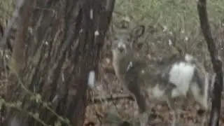 How Do Blizzard Conditions Effect Bigfoot? Let's Find Out! Bamboo Seems To Be An Ideal Location!
