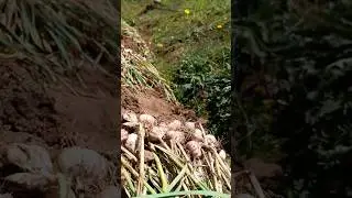 Garlic cultivation hack enjoy #trending #farming #support