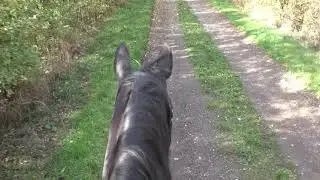 Indian Summer | virtual horse ride