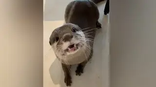 Melonpan's crying is super cute 😂🦦🥰|OtterNoise| Cute Otter