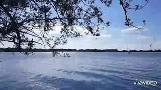 MANDICHOSEE - MERCHING , AUGUST 2020 ( 2)