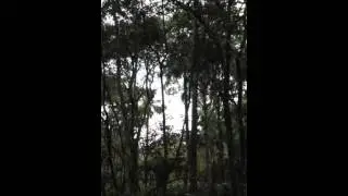 Audio of a rare Barking Owl
