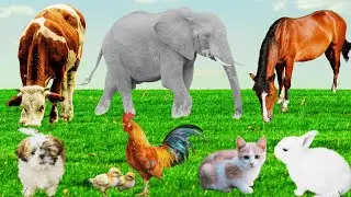 Lovely Animal Moments: Horse, Chick, Sheep, Cow, Elephant, Puppy, Dog, Kitten, Otter - Farm Animal