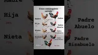 Cruce consangu&iacute;neo cerrado #gallos #pollo #criadero #animales #aves #galleros #rooster #gallinas