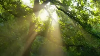 no copyright music | no copyright free nature video | no copyright free nature video