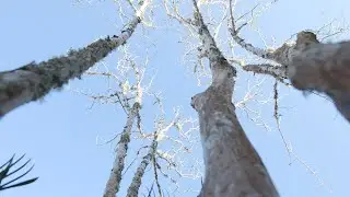 Pruning Crape Myrtles