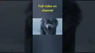wolf vs bear🔥#wolf #wolverine #bear  #ai #sherekhan #simba #animation #movie  #hollywood