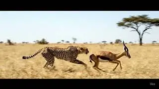 Will the cheetah outrun the gazelle... or fail the hunt?