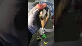 4.5&rdquo; Legal Keeper Pismo Clam