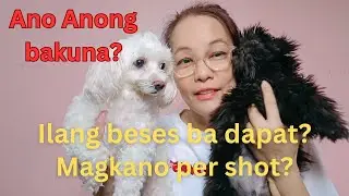 Bakuna ng aso magkano - 2024 | Ano anong bakuna? | Ilang beses?