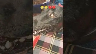 😂😂❤️❤️#dog #funny #shorts #trending #pets #fun #cute #pet #viralvideo #trendingshorts #ytshorts #yt