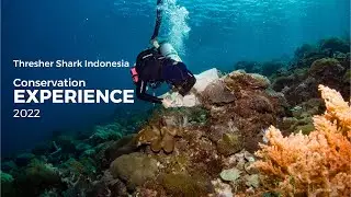 Thresher Shark Conservation Experience: A Word from the Volunteers #conservation #volunteer