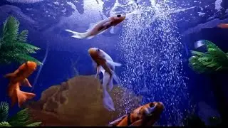 Aquatic beauty #aquarium #aquatic #beauty# 🙏🙏🙏🙏