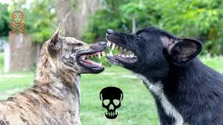Top 10 Most Dangerous Dogs Breeds In The World | Deadliest Dogs In The World
